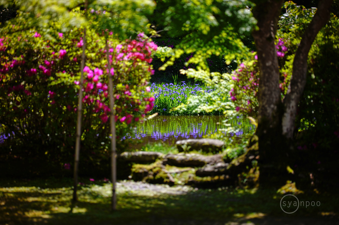 お写ん歩: 花（春）アーカイブ